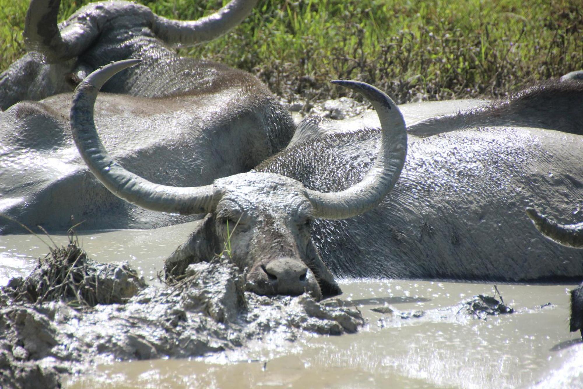 فيلا Udara Guest - Yala Safari المظهر الخارجي الصورة